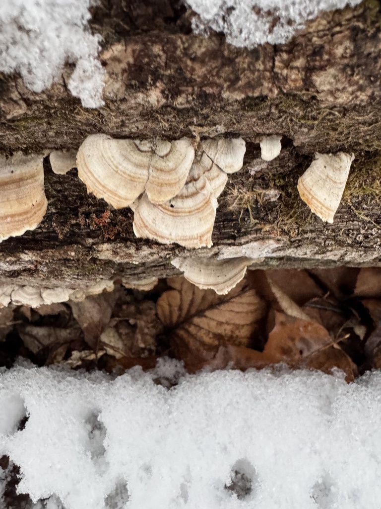 Stereum lobatum · December 2025 · photo: © chrischalfant (iNaturalist, cc-by)