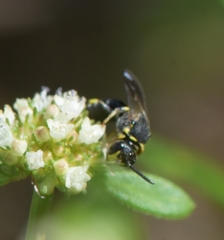 Hylaeus confluens