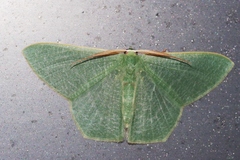 Thalassodes intaminata