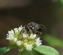 Hylaeus confluens