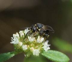Hylaeus confluens