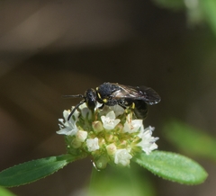Hylaeus confluens