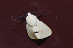 Spilarctia seriatopunctata