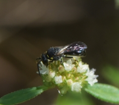 Hylaeus confluens