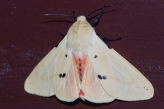 Spilarctia seriatopunctata