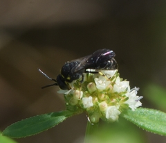 Hylaeus confluens