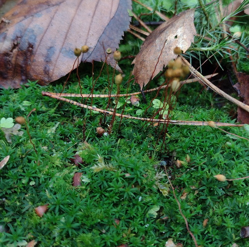 Pogonatum nanum observed 2025-12-26