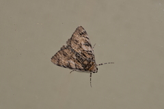 Rhuma argyraspis