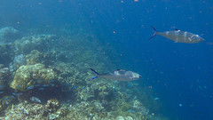 Scomberoides lysan