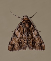 Rhuma argyraspis