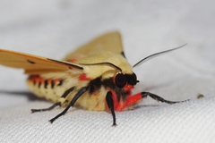 Spilarctia seriatopunctata