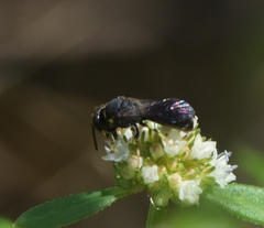 Hylaeus confluens