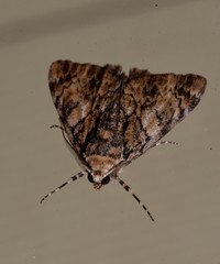 Rhuma argyraspis