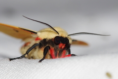 Spilarctia seriatopunctata