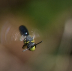 Hylaeus confluens