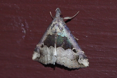 Hypena gonospilalis