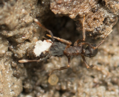 Cyphomyrmex rimosus