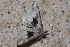 Hypena gonospilalis