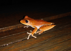Boana calcarata