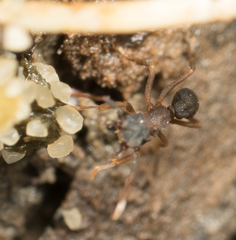 Cyphomyrmex rimosus
