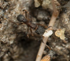 Cyphomyrmex rimosus