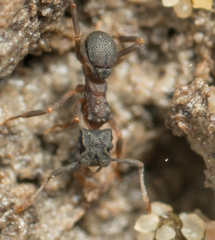 Cyphomyrmex rimosus