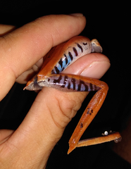 Boana calcarata