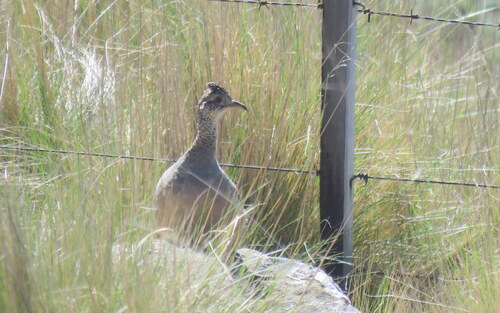 Ornate Tinamou (Nothoprocta ornata)