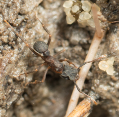 Cyphomyrmex rimosus
