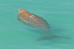 Dugong dugon