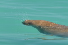 Dugong dugon