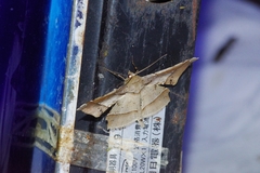 Krananda latimarginaria