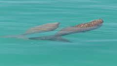 Dugong dugon