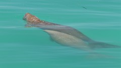 Dugong dugon