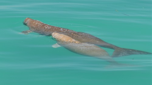 Photo of Dugong (Dugong dugon)