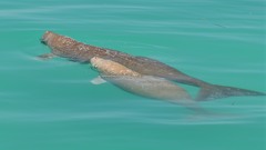 Dugong dugon