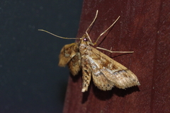 Hydriris ornatalis