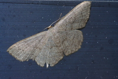 Scopula plumbearia