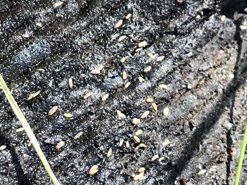 iNaturalist observation photo of Winged and Once-winged Insects
