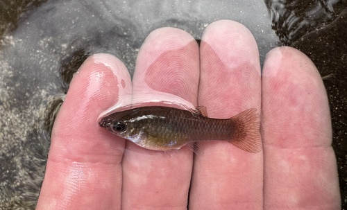 Vandepoll's molly (Poecilia vandepolli) — Poeciliidae — 2