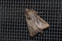 Athetis stellata