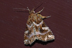 Callopistria duplicans