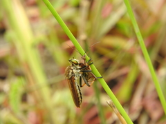 Cophinopoda