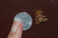 Callopistria duplicans