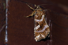 Callopistria duplicans