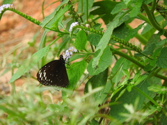 Euploea crameri
