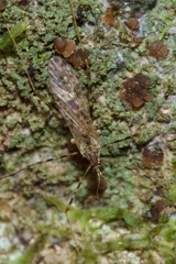 Amphineurus hudsoni