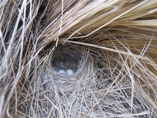 White-browed Chat-Tyrant (Ochthoeca leucophrys), photo 9