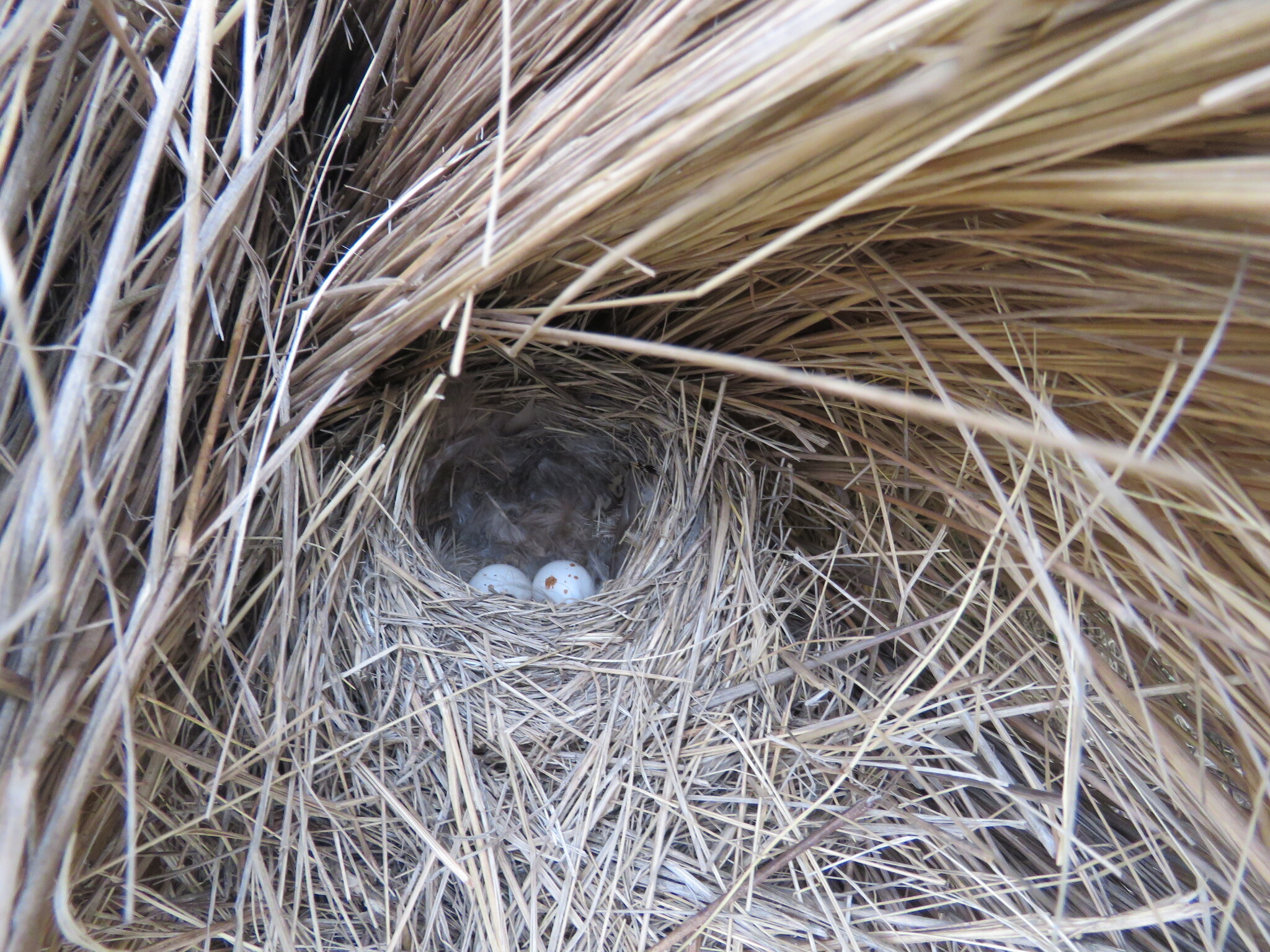 White-browed Chat-Tyrant (Ochthoeca leucophrys), photo 10
