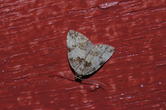 Neachrostia bipuncta